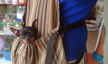 Ropa Chiva, Prendas y accesorios para mascotas